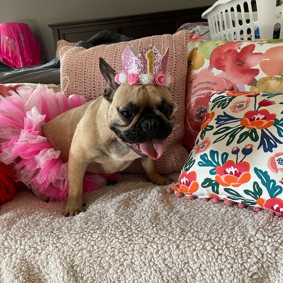 Meet your Posher, Tessa - Picture 11 of 11